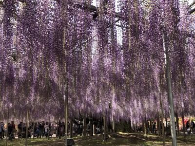 平成最後の日帰り旅　～栃木・足利へ～