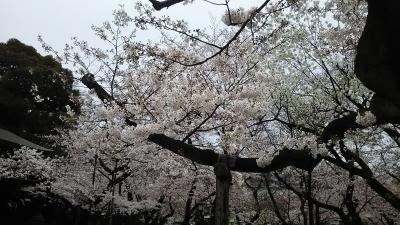 寒空の桜散歩とランチ