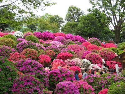 満開のツツジを観にぶらっと根津神社