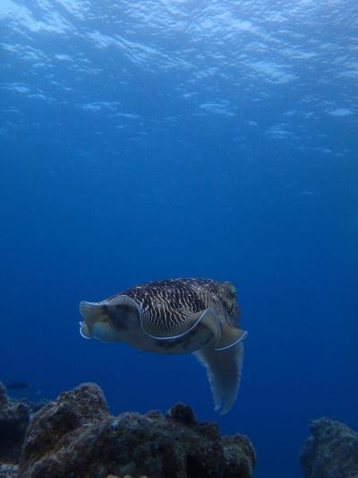 DIVE100記念で石垣島へ！その2