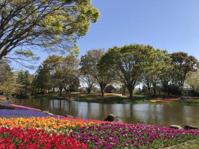 昭和記念公園チューリップ