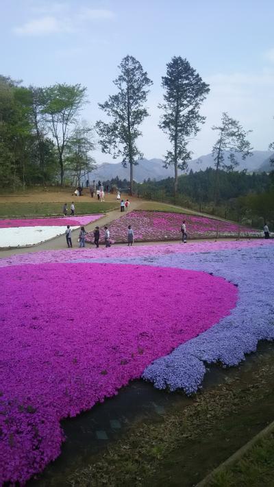 川越散策&羊山公園・芝桜の丘~気ままなドライブ旅行~