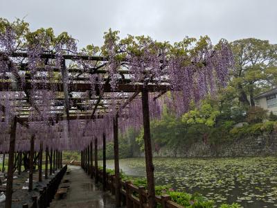 小田原城のふじ棚