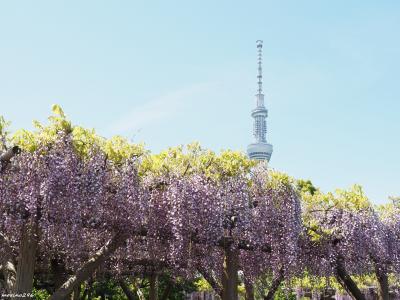 亀戸天神の藤まつり