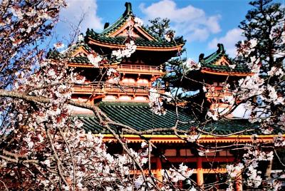 京都の桜 ③ダイジェスト編 