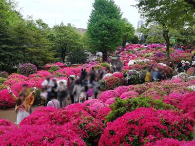 モコモコカラフルつつじ☆根津神社