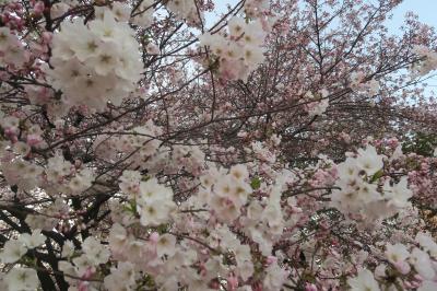 新宿御苑で花見仕舞い