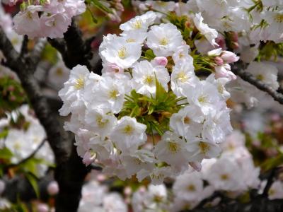 造幣局 桜の通り抜けと京都の桜めぐり　その五！2019年