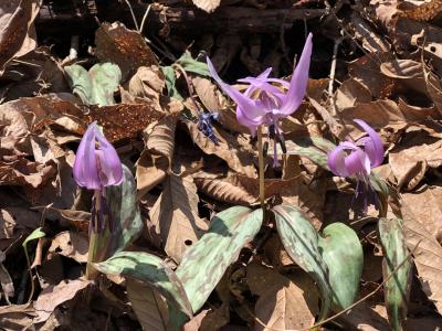 塩尻市の名低山！霧訪山に登る。カタクリの花だらけ、カモシカに遭遇。