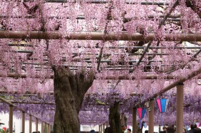 花房揺れる紫のカーテン♪　江南藤まつり＆花の松平と緑化センター♪