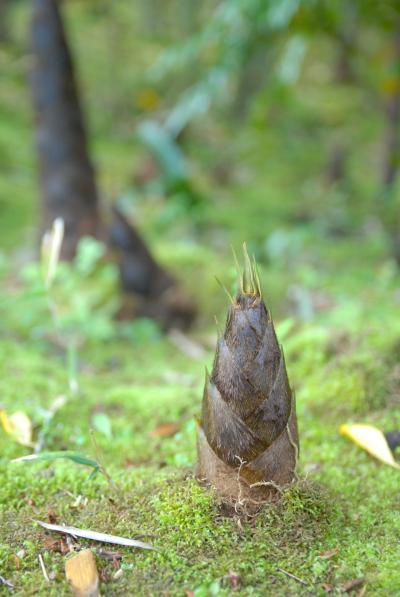 大多喜町でたけのこ狩り