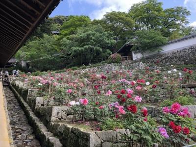 大和路　長谷寺　牡丹　と　室生寺　石楠花　　