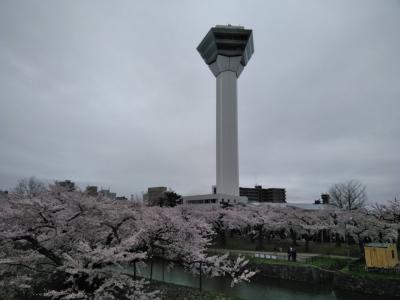 桜咲く函館五稜郭と北斗桜回廊　日帰り