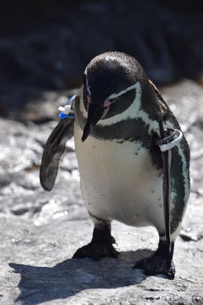 イルカとアシカのショーを満喫♪そしてペンギンに癒された！