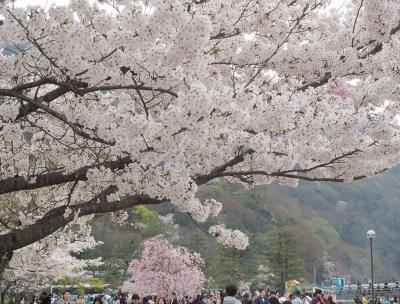 青春１８きっぷの旅 ２０１９年春 平成最後の桜を求めて ［５］ ～京都、嵐山の桜、嵐電の桜のトンネル～