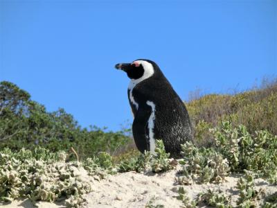 南アフリカの最南西端『喜望峰』を訪れる前にたくさんのオットセイとペンギンにご対面！