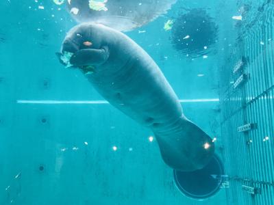 美ら海水族館へ