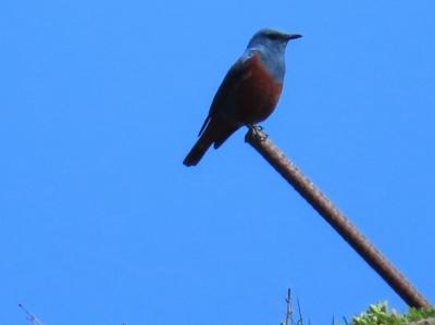 晴れおじさん「ちょっとそこまで」探鳥日記　(鶴岡市・由良)