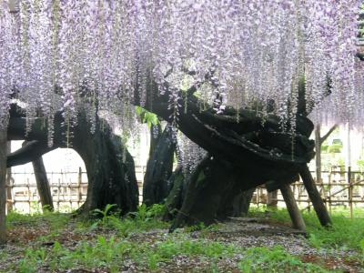 玉敷神社の大藤を愛でに・・・