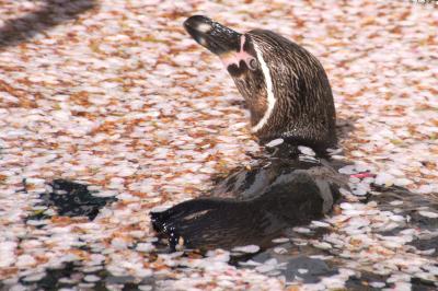 動物園で桜を見てきたお話　羽村市動物公園2019年