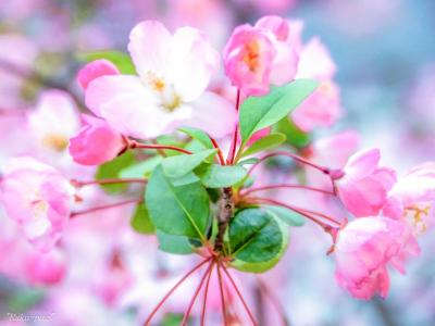 令和の年　花のみち　宝塚ホテル　新しくなるので　楽しみです！