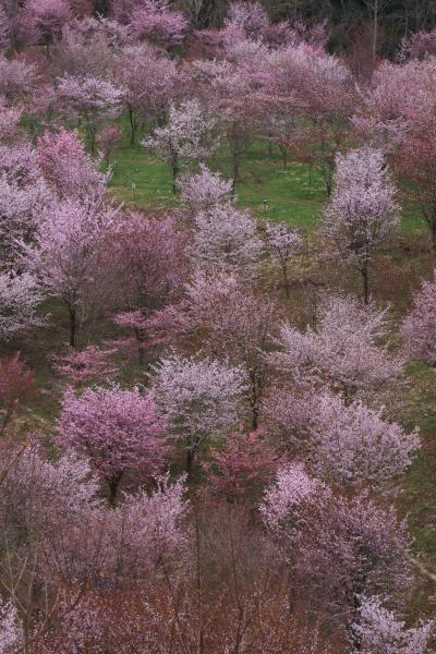 東北　桜めぐり～ダイジェスト