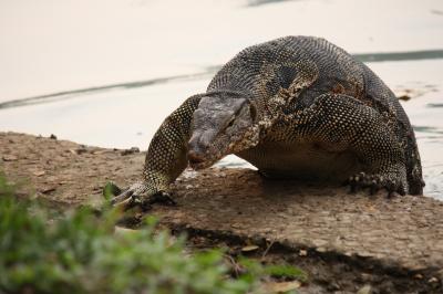 おまけのバンコク　まったり癒し旅4