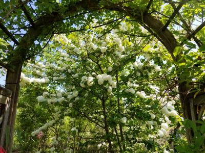 バラはなくても花フェスタぶらぶら