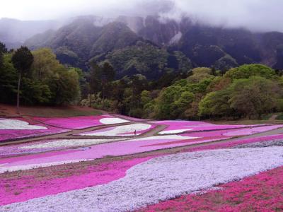 ムーミンバレーパークと埼玉の旅　５－５　羊山公園の芝桜・三峯神社　編