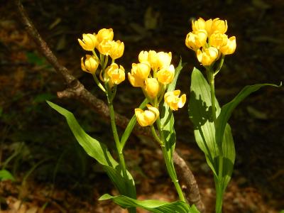 多福寺周辺で見られたキンラン、ギンラン