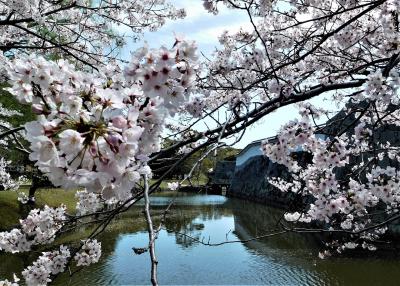 桜のころ、播州赤穂まで