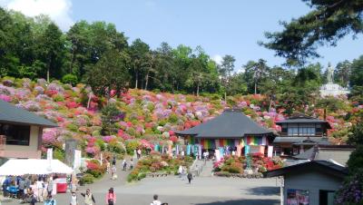 かわいい！ぽこぽこつつじ 塩船観音寺 2019