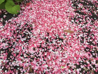 長野    ①花桃の里・昼神温泉  2019 