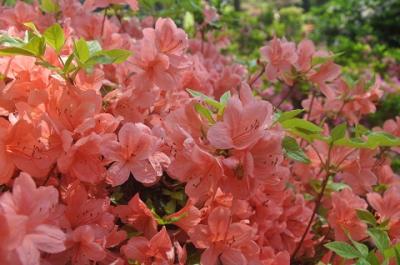 満開のつつじ　　　ＩＮ　薬王寺