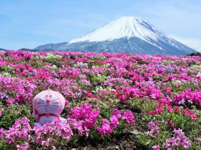 「令和」の始まりは富士山＆伊勢志摩へ（その１）《富士芝桜まつり編》