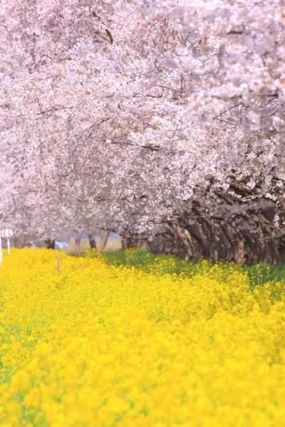 秋田　桜めぐり～角館武家屋敷、桧内川桜堤、菜の花と桜ロード