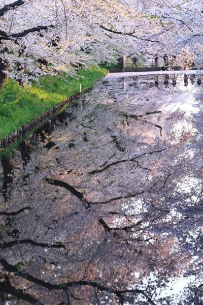 青森　桜めぐり～岩木川河川公園、弘前公園、世界一の桜並木、鶴の舞橋、芦野公園駅