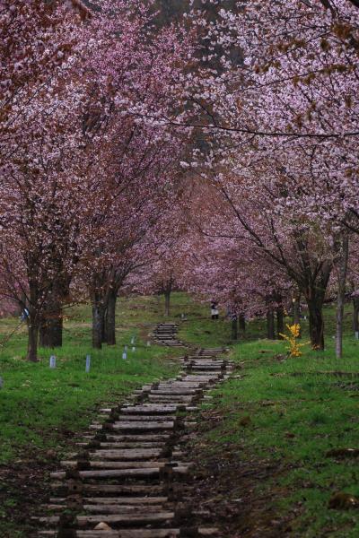 秋田・岩手・福島　桜めぐり～旧小坂鉱山事務所、高松公園、米内浄水場、為内の一本桜、雫石川園地、桜峠の大山桜