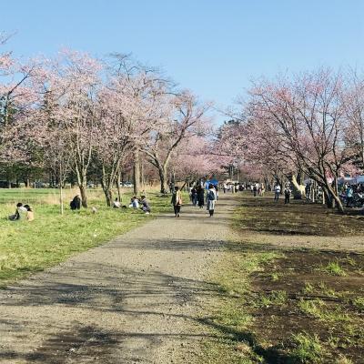 静内お花見RUN