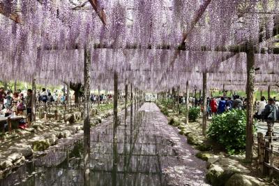 名鉄ハイキング「レンコンの産地から揺れる花房 尾張津島藤まつり」に参加