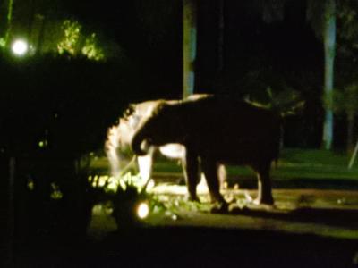 はじめまして、バリ島①暗闇に浮かび上がる象さんにドッキリ！