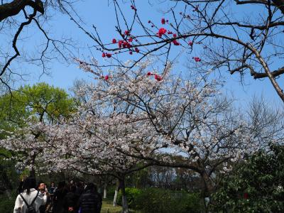 花の西湖を巡る旅