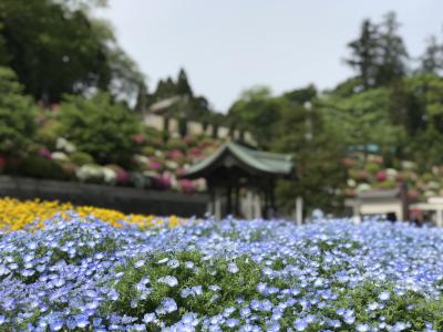 朝から成田山ほかを巡り、ランチはラ・クッチーナ ハナで
