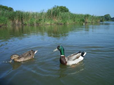 近江八幡 水郷めぐり