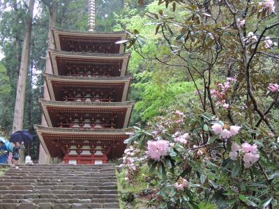 室生寺のシャクナゲまつり！