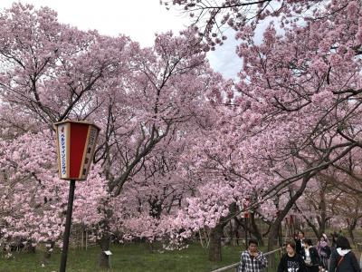 桜満開！信州伊那・高遠城址公園2019春