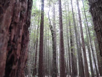 大自然満喫ニュージーランド8日間(6~8日目・ロトルア・ワイトモ・オークランド)