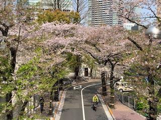 満開の桜