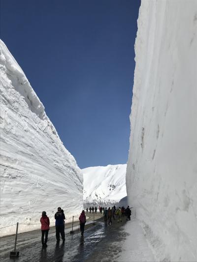 満開の高遠コヒガンザクラに感激して、開通したばかりの雪の大谷に歓喜した春のバス旅。