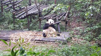 ゴールデンウィーク１人旅(成都で楽しむ歴史、自然、四川料理、パンダ)